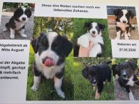 Welpen