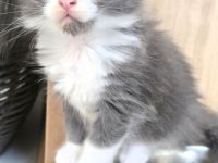=^..^= kuschelige Maine Coon Kätzchen