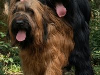Briard Welpen