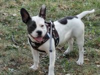 Französische Bulldogge American Bulldogge Mix