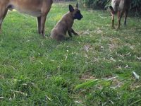 Malinois Welpen suchen ein geeignetes Zuhause  Belgischer Schäferhund
