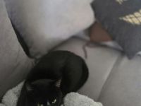 Süße Katze sucht liebevolles Zuhause