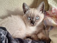 Wunderschönes Siam-Kitten sucht liebevolles Zuhause