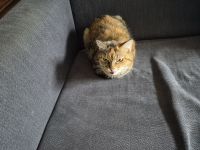 Liebevolle Katzendame (10 Jahre) sucht ruhiges Zuhause ohne Kinder und andere Tiere