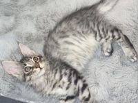 Liebevolles Zuhause für unseren Maine Coon Kater gesucht?