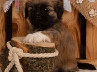 Lhasa apso Welpen geb. 13.07.2026