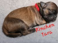 Lhasa apso Welpen geb. 13.07.2026