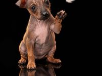 American Hairless Terrier