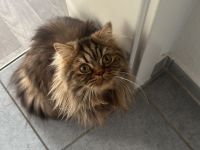 Liebevolles Zuhause für unsere British Langhaar Katze gesucht