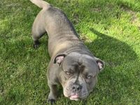 American Bully mit ABKC-Papieren