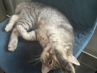 Britisch kurzhaar kater