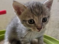 Katzenkitten baby kitten Grau getiegert 2 stk