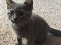 Reinrassige BKH Kitten suchen liebevolles Zuhause