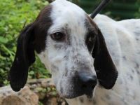 Bob, männlicher Hound-Mix