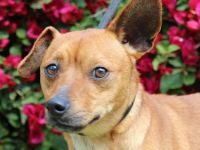 Rolo, männlicher Terrier-Mix