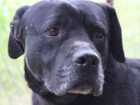 Ted, männlicher Labrador-Mix