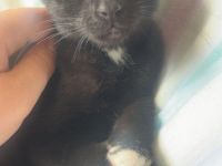 Katze Nala 1 Jahr