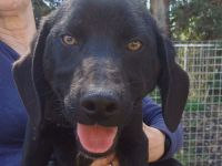 Oreo, männlicher Schäferhund-Mix