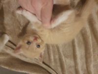 Wunderschöne BLH/BKH Kitten suchen Dich!