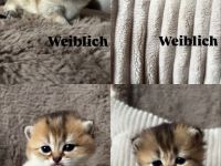 Britisch Kurzhaar/ Britisch Langhaar Kitten abzugeben 🐾