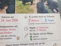 Schafpudel Labradormischlinge