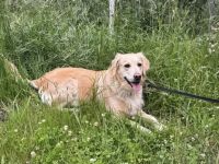 Labra-(Golden-)Doodle Welpen