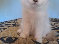 Heilige Birma Katzen mit Stammbaum