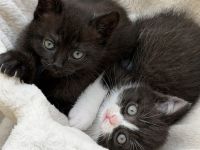 BKH EKH KITTEN abgabebereit