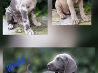 Weimaraner-Welpen in liebevolle Hände abzugeben