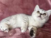Bkh Kitten ( Abgabe bereit ) nur noch 2 Kitten da