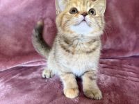 Bkh Kitten ( Abgabe bereit )