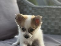 Chihuahua-Rüde Welpe