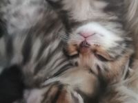 Süße Norwegische Waldkatzen Mix suchen ein schönes Zuhause