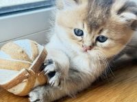 BKH Kitten  Golden shaded & weiß 🥰