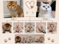 Reinrassige Britisch Kurzhaar Kitten sind bereit zur Reservierung🥰