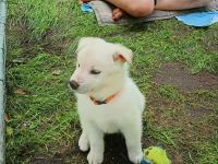 Husky Schäferhund Labrador Welpen suchen liebevolles Zuhause