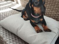 Dackel Welpen suchen ein neues Zuhause