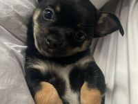Chihuahua Welpe sucht noch