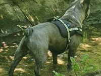 Französische Bulldogge rüde