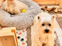 West Highland White Terrier Welpen – Einmaliger Wurf erwartet