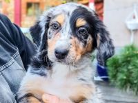 Berner Sheperds vom Lindenhof ( Hybridhunderasse F1)