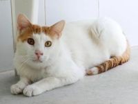 River, FIV und FelV positiv