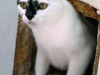 Misiela