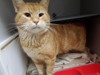 Grunon, FIV positiv