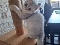 Liebevolle BKH - Kitten von privat suchen ein liebevolles Zuhause