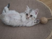 Liebevolle BKH - Kitten von privat suchen ein liebevolles Zuhause