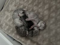 Liebevolle Britisch Langhaar/Kurzhaar Mix Kitten suchen ab Oktober ihr Für-immer-Zuhause