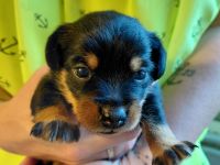 Prager Rattler Mix Welpen