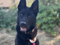 Zuhause gesucht für Anastasia