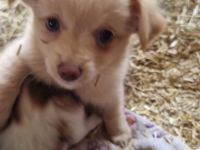 Chihuahua-Malteser Welpe (Rüde) 11 Wochen alt